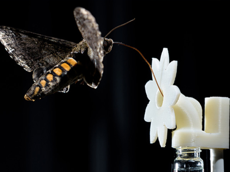 butterfly approaching a fake hand made robotic flower